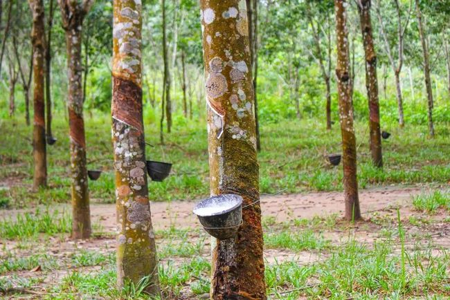 NATURAL RUBBER PRICE IS EXPECTED TO RISE